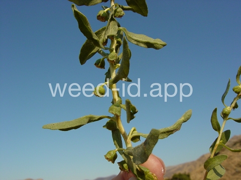 sumpweed, poverty